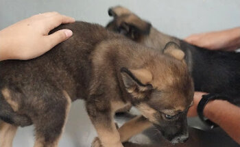 Veta Clinica Veterinaria