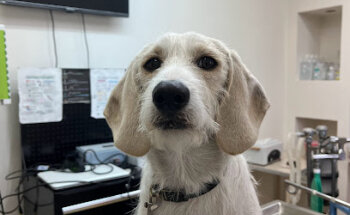 Animax Clínica Veterinaria