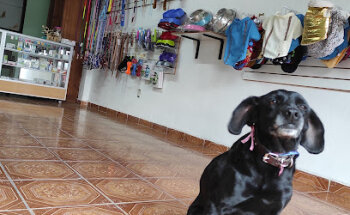 Clinica Veterinaria de Pequeñas Especies Alfa & Delta