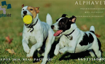 Veterinaria AlphaVet