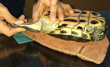 El ConZooltorio CISVE