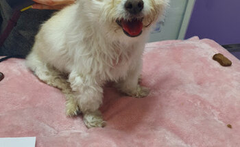 Sarang Fisioterapia y Rehabilitación veterinaria