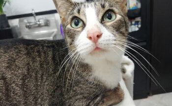 AmbuVet Clínica Veterinaria de Urgencias