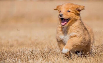 Animal Cells Biotherapy Guadalajara