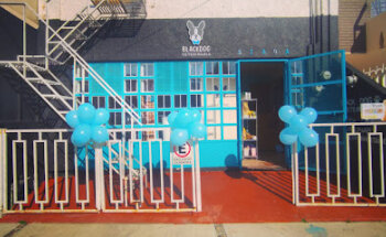 Black Dog veterinaria