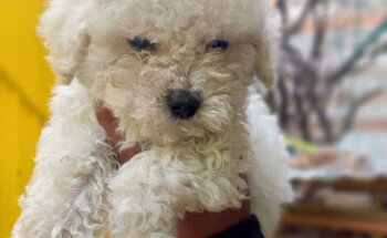 Centro Médico Veterinario Dog Life 