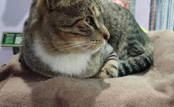 Veterinaria Puppy's-Vet