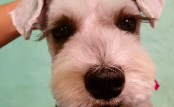 Clínica Veterinaria de pequeñas especies y Estetica 