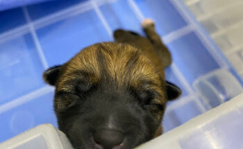 Atención Veterinaria FEDELEO