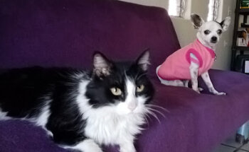 Veterinaria y estética canina Dog-catitos