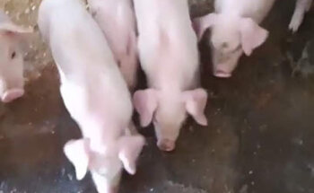 Bio-Genética Reproductiva