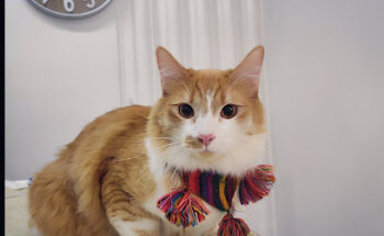 Veterinary clinic Dyoo Vet