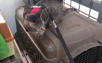 AROVET servicios veterinarios