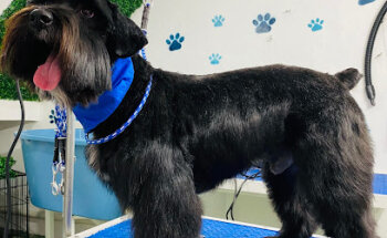 Petmanía Veterinaria Spa y Estética