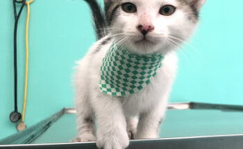 Veterinaria Vet Point