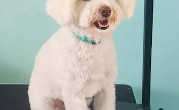 MyloVet Clínica Veterinaria