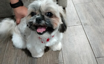 Reymers Grooming y servicios veterinarios