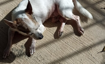 Veterinaria de Especialidades Kun