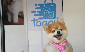 Toggy