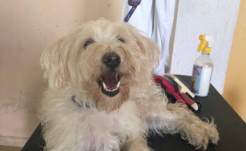 Veterinaria family & Carovet