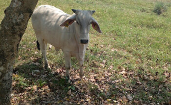 Servicio Médico Veterinario Peekyluu