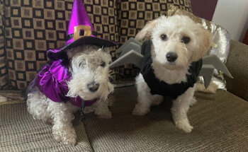 CLÍNICA VETERINARIA TAW