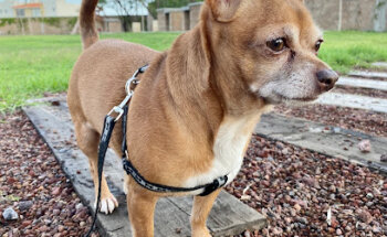 CRiVet Clínica Veterinaria