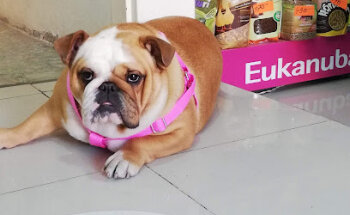 Hospital veterinario Arkepolys