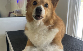 Dogspital Clínica Veterinaria