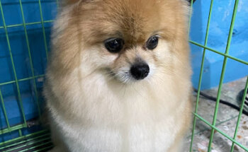 Centro De Bienestar Animal De Oriente