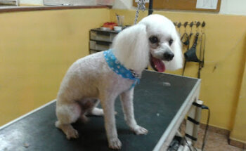 Animales la Jungla S.A. de C.V.