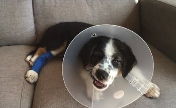 One Health, Clínica Veterinaria