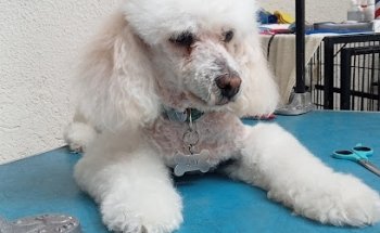 sweet pet veterinaria