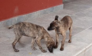 veterinaria san Pedro el buen pescador