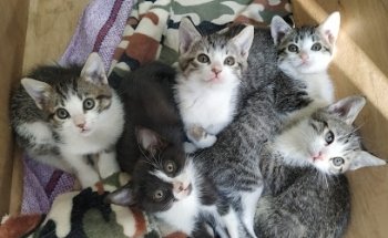 Clínica Veterinaria Cirfis