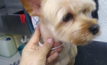 Veterinaria Multiservicios BONGO