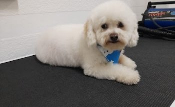 Veterinaria j. Ma. Morelos