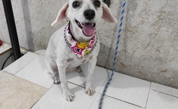 Estética, veterinaria y pet shop JEYCO