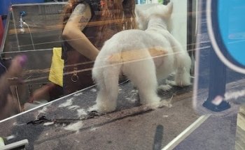 Consultorio Médico Veterinario HR