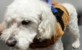 Lili-Pet Veterinaria