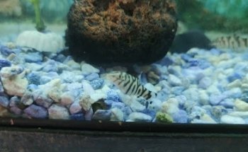 Acuario San Francisco