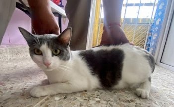 Servicio Médico Veterinario