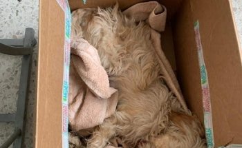 Veterinaria Mascotitas