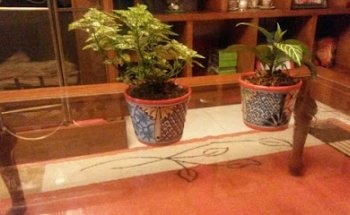 Cremaciónes HEAVEN PET