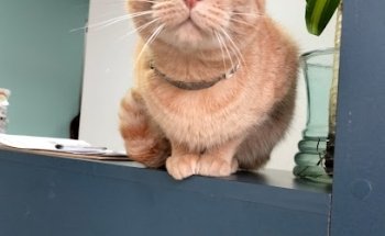 Centro veterinario Bakary