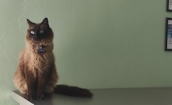 Old Drum clinica veterinaria