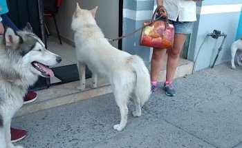 Consultorio Veterinario Dr. Álvarez