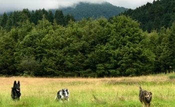 Clínica de Etología Petbalance