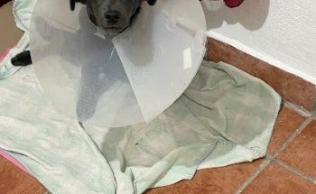 Módulo de vacunación y esterilizaciones caninas y felinas
