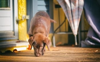 Servicio Médico Veterinario 